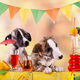 Illustration for article titled D.C. bar to host “pup-up” beer event with dog bartenders